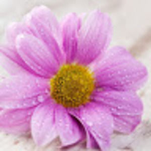 Meet your Posher, Analiese